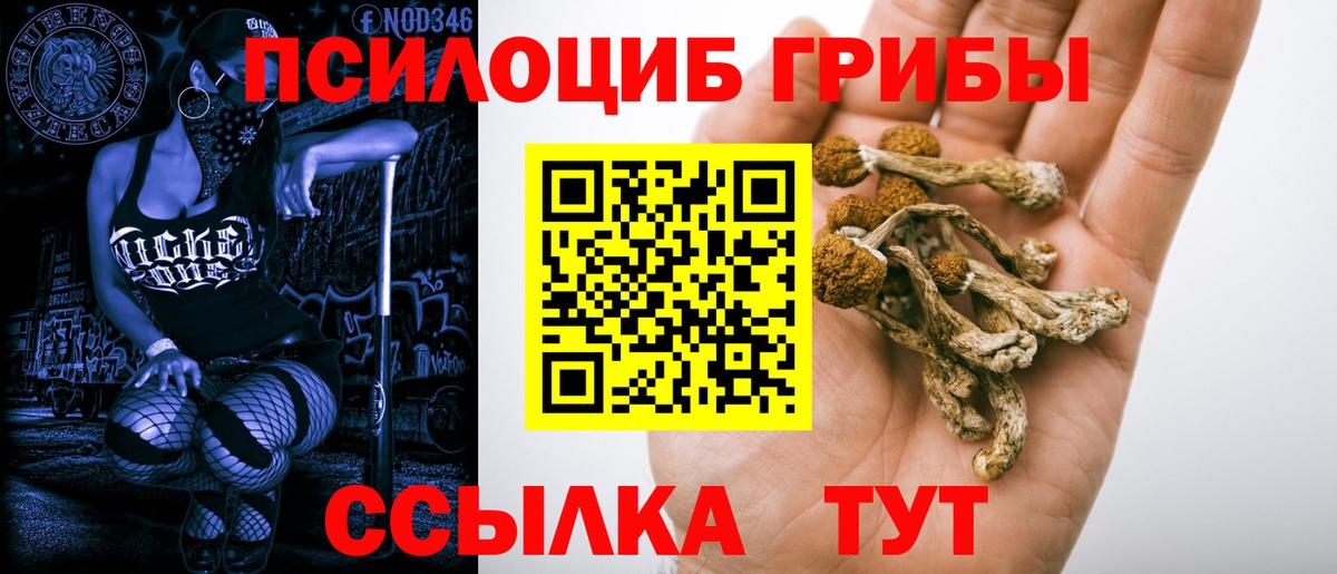 Галлюциногенные грибы Psilocybine cubensis Муром